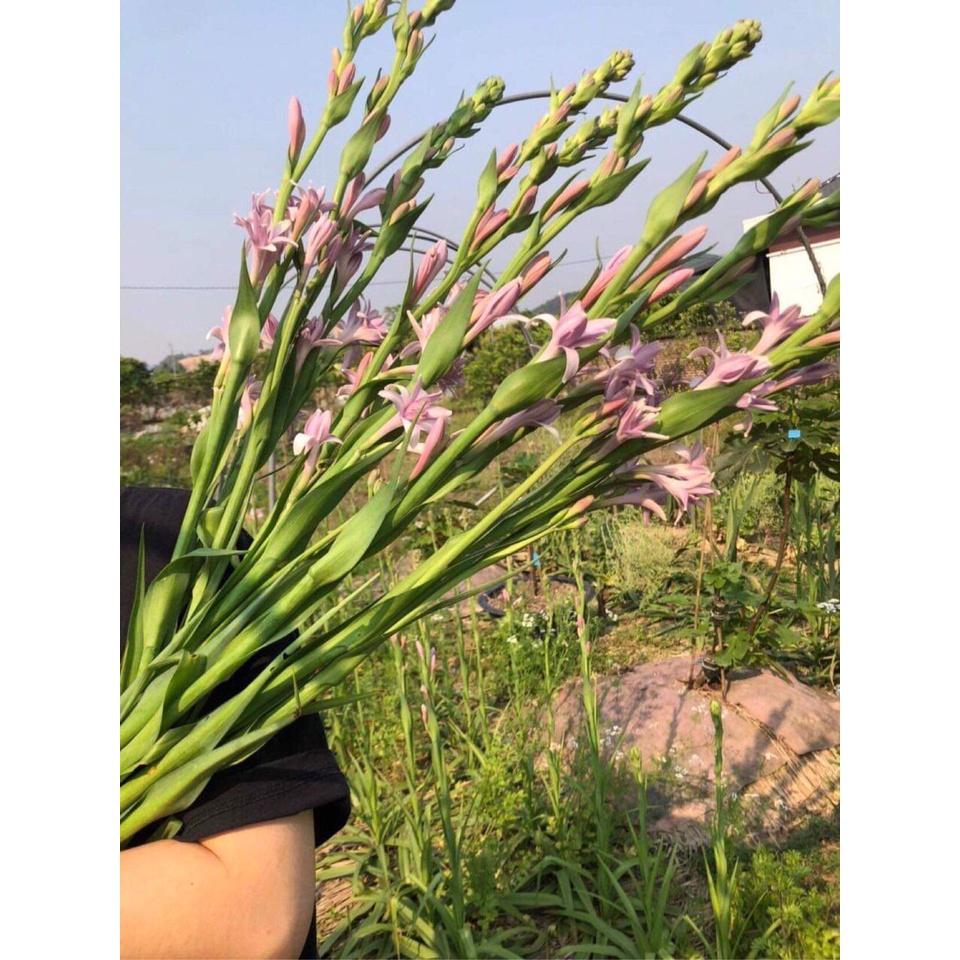 Củ giống hoa huệ hương tím kép siêu thơm - củ mẹ size đại
