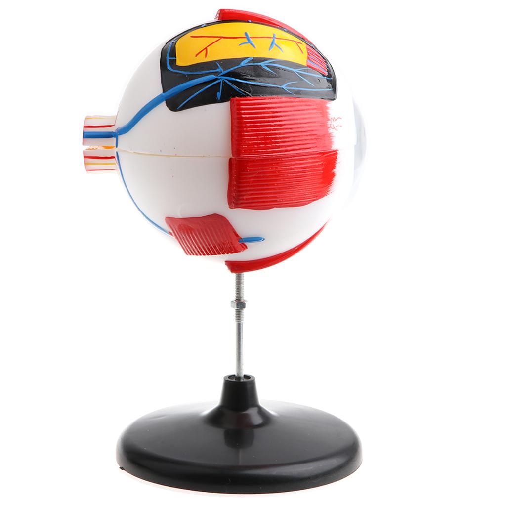 Large Sized Human Eye Ball Model Anatomical Study Kit Lab Supplies