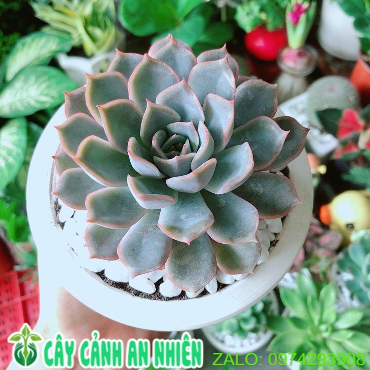 Chậu Sen Đá Tím Cánh Cứng