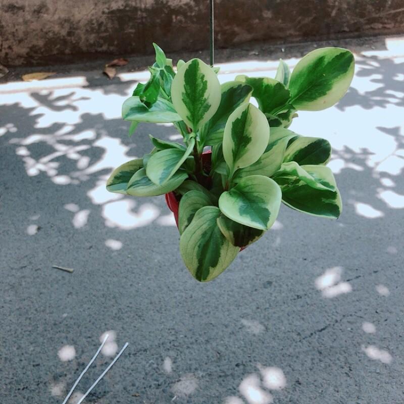 Chậu Cây Trường Sinh