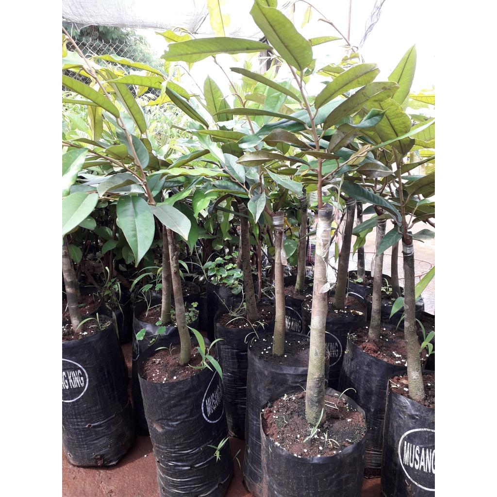 Cây giống Sầu Riêng Mussang King .