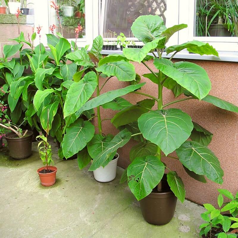 Hạt giống cà chua thân gỗ dể trồng f1-gói 10 hạt-tặng kèm gói phân bón lót