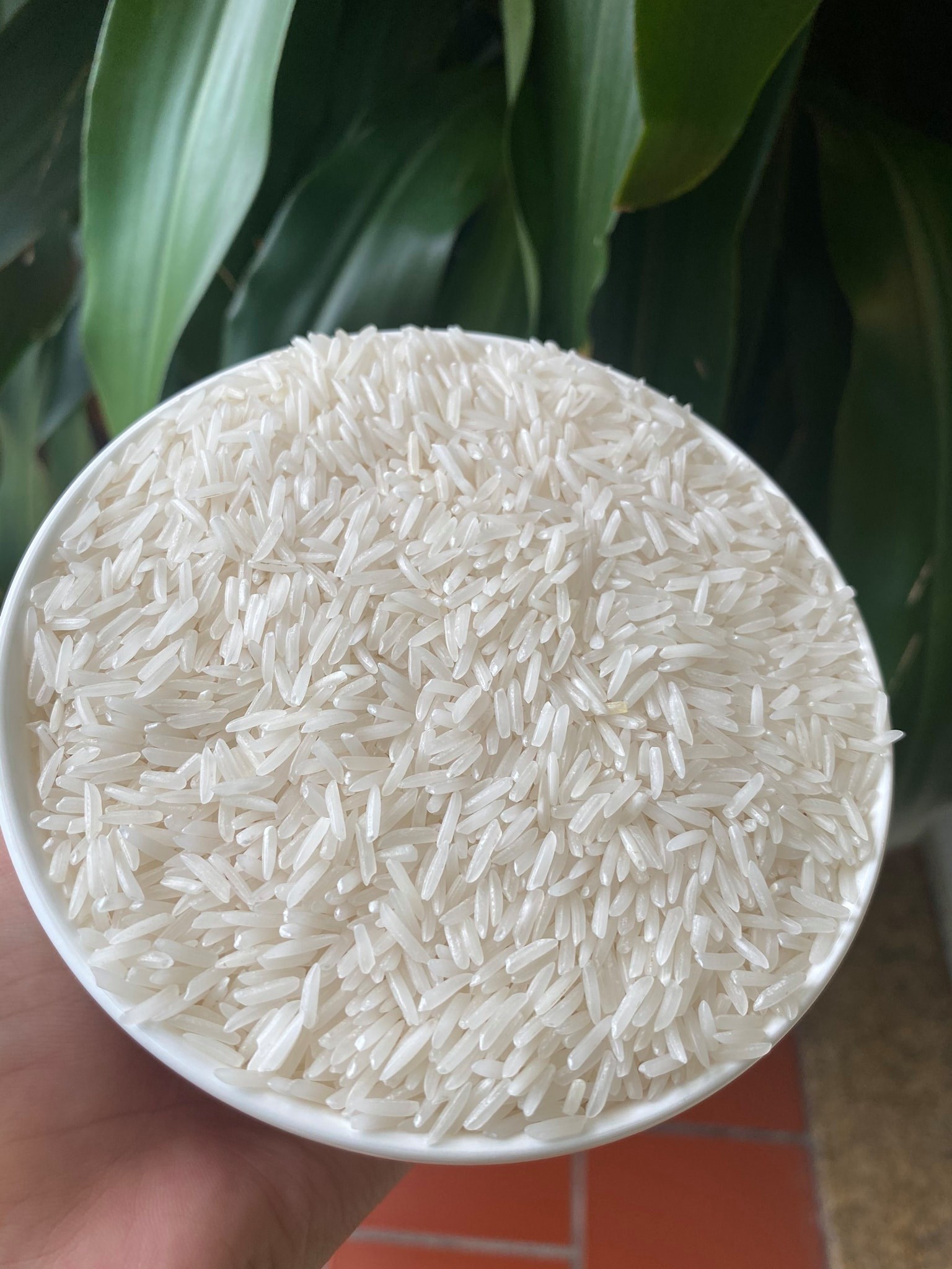 Combo 2 Sản Phẩm Gạo ST25 Túi 5Kg - Gạo Ông Cua, Đặc Sản Sóc Trăng