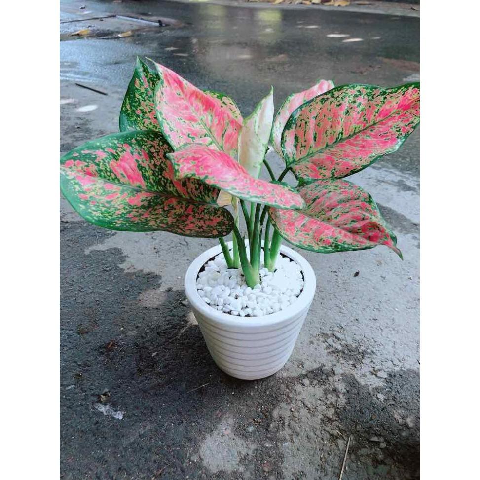 Chậu Vạn Lộc Bán Chạy