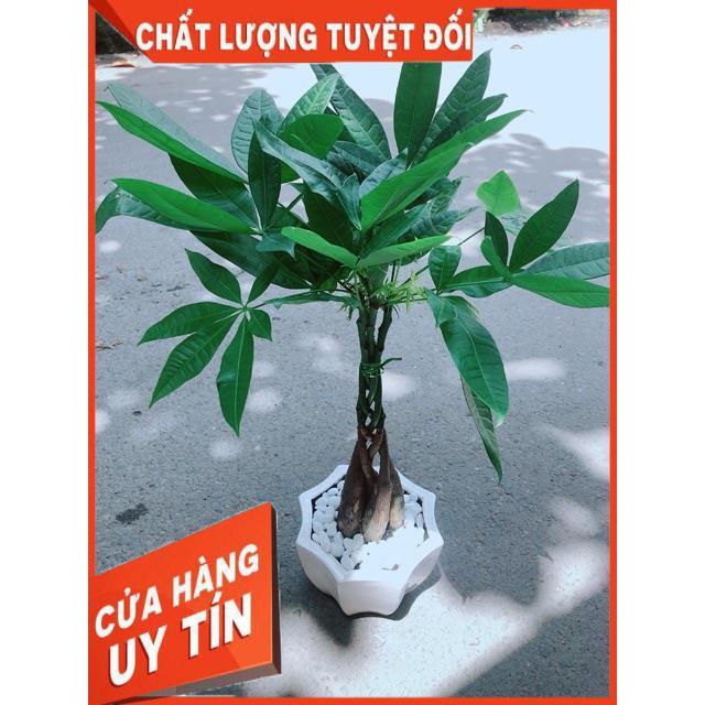 Chậu Kim Ngân 5 Thân Thắt Bính