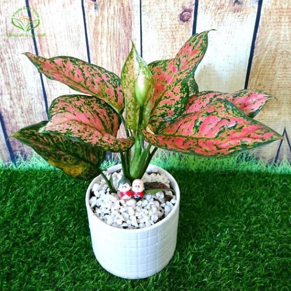 CHẬU CÂY NHƯ Ý,LOÀI CÂY SANG TRỌNG, QUÝ PHÁI, VƯỢNG TÀI LỘC CHO GIA CHỦ + Tặng 01 cây dâu da đất