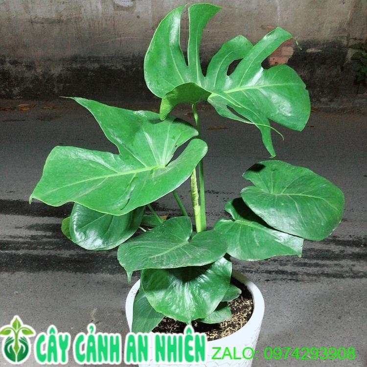 Chậu Cây Trầu Bà Lá Rách