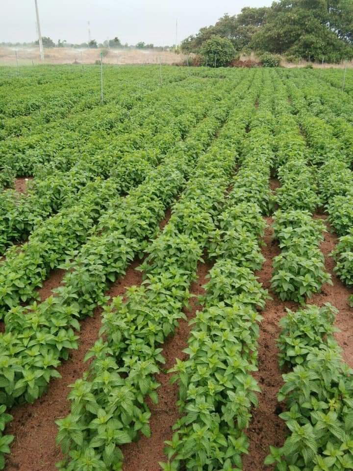 Tinh dầu Bạc hà chai 01Lít Mộc Mây - tinh dầu nguyên chất từ thiên nhiên - Có kiểm định - Chất lượng và mùi hương vượt trội