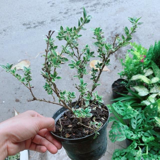 Cây Bạch Tuyết Mai