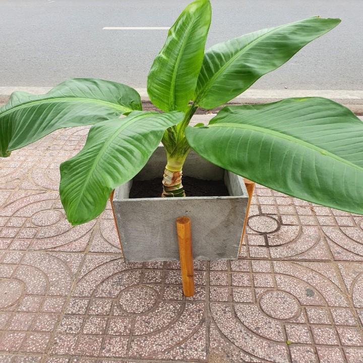 Chậu cây đá ong xám tự nhiên hình vuông 30x30x30cm siêu bền bỉ