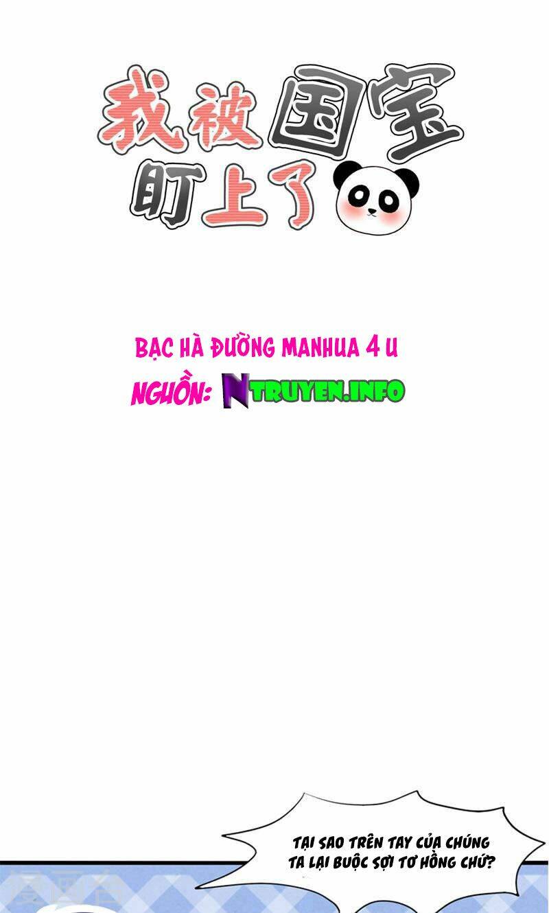 tôi bị gấu trúc nhìn trúng rồi chapter 19 1