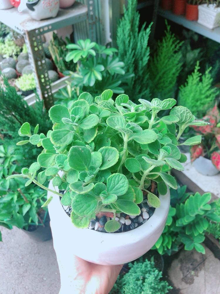 Chậu Cây Nhất Mạc Hương