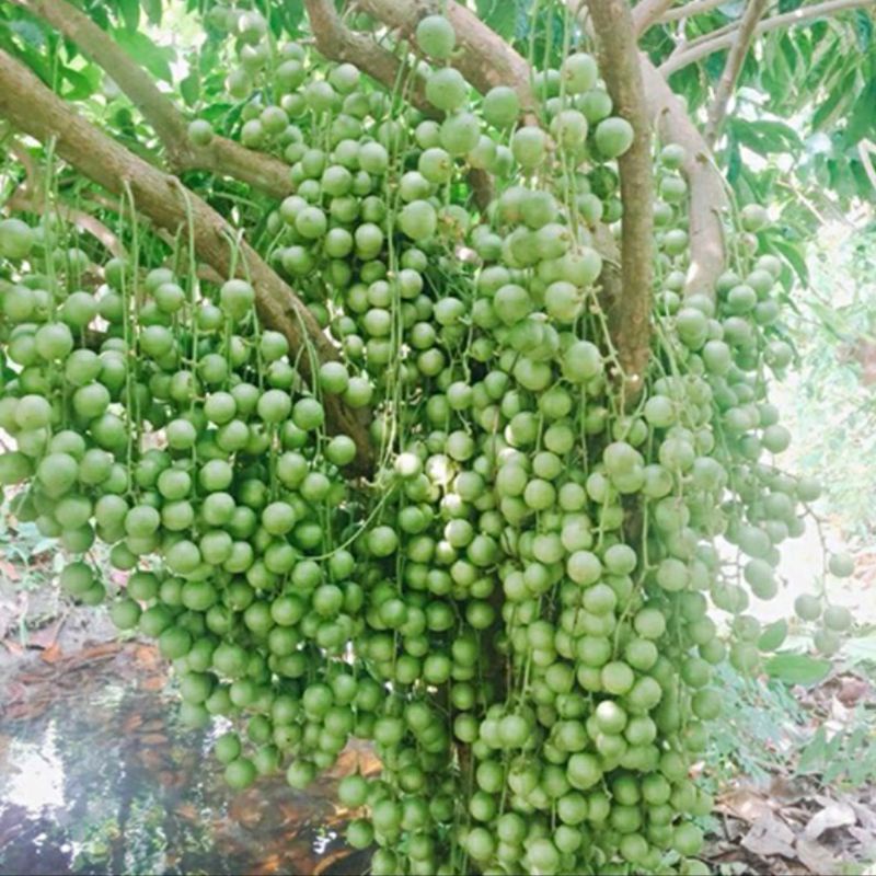 CÂY GIỐNG DÂU DA XANH 2 NĂM CHO TRÁI