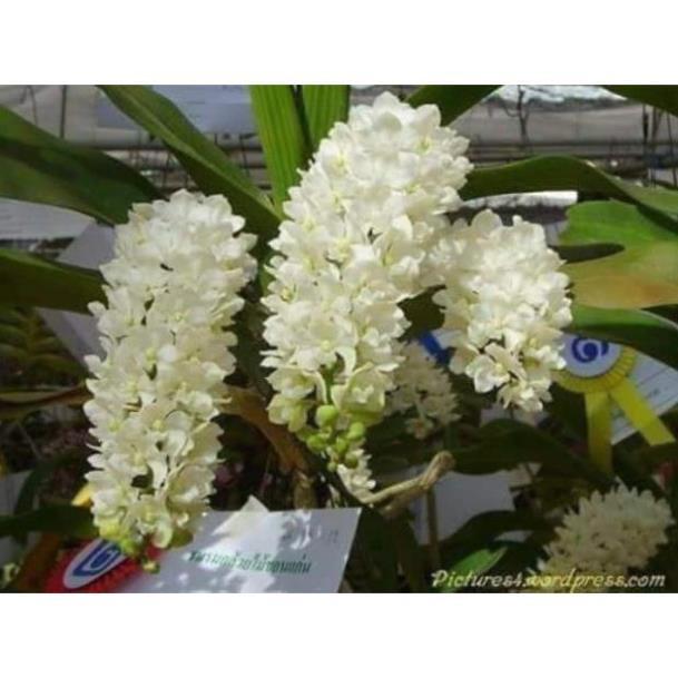 Đai châu chuẩn bị hoa đủ màu