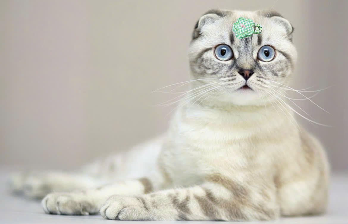 NƠ KẸP TÓC BUỘC TÓC CÀI TÓC SANG TRỌNG DỄ THƯƠNG MÃ 24 XINH XẮN CHO THÚ CƯNG CHÓ MÈO