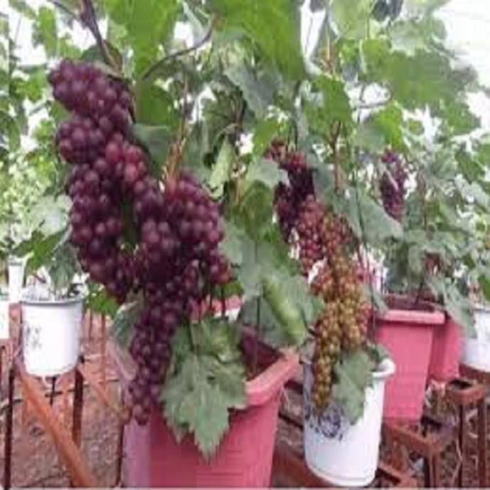 CÂY GIỐNG NHO Lùn PHÁP DÒNG QUẢ SỚM, CAM KẾT GIỐNG CHUẨN F1