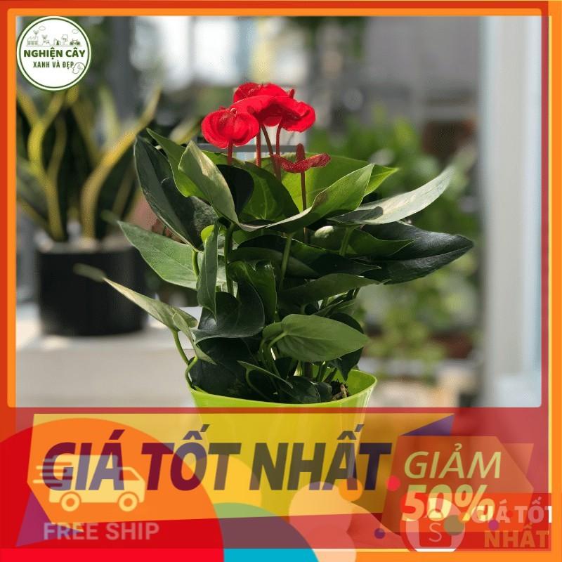 Cây hồng môn đỏ để bàn siêu hoa