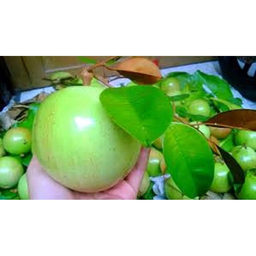 CÂY GIỐNG Vú sữa Lò Rèn