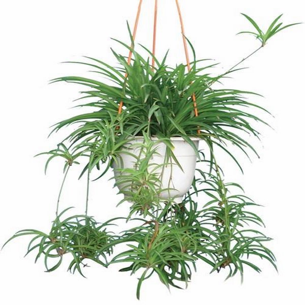 Chậu Cây Dây Nhện Nhảy