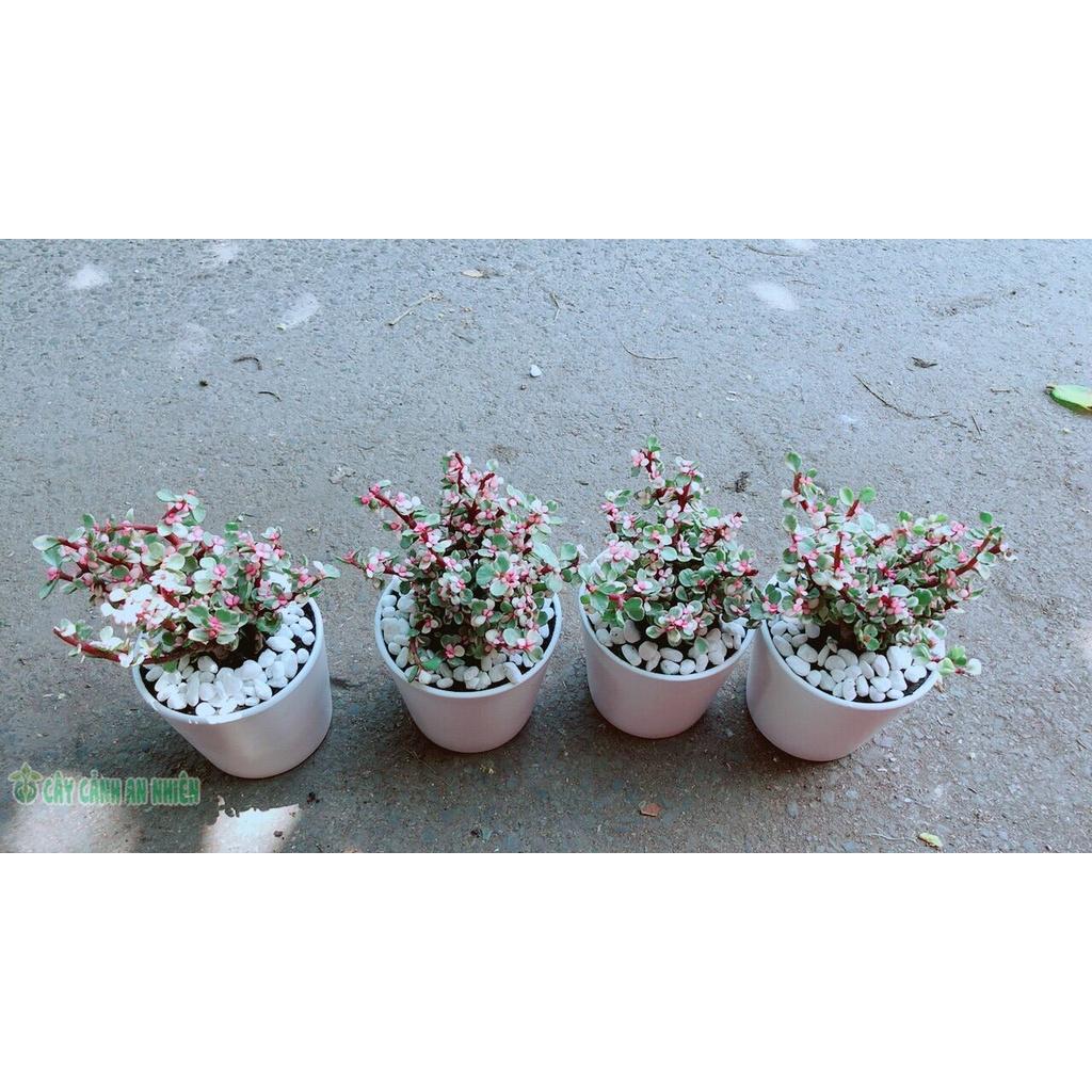 Chậu Cây Cành Vàng Lá Ngọc