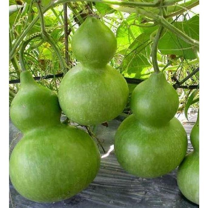 Combo 3 gói Hạt giống bầu hồ lô-gói 5 hạt-tặng kèm gói phân bón lót