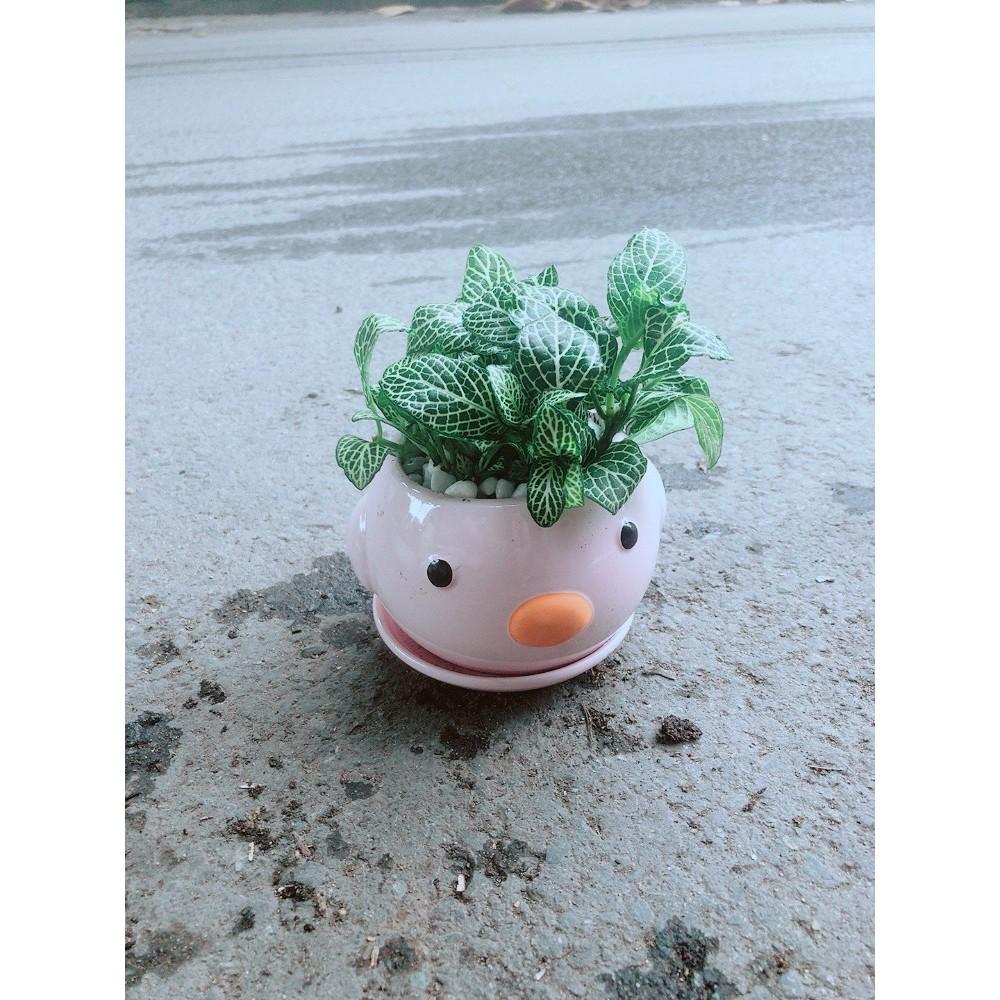 Chậu Cẩm Nhung Vịt Hồng