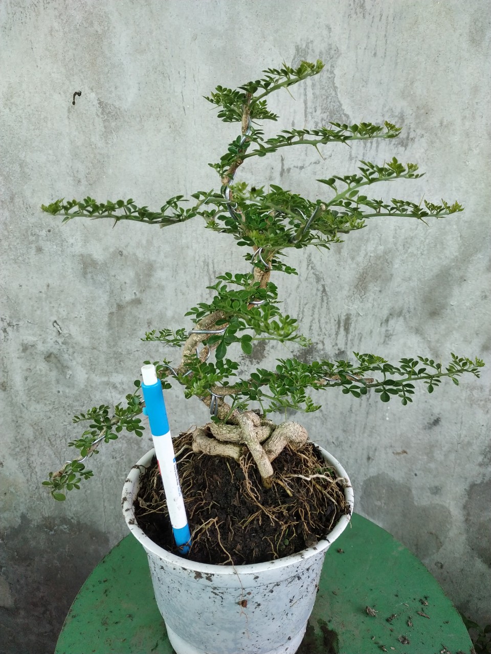 Cây Cần Thăng Bonsai Mini Chậu Nhựa