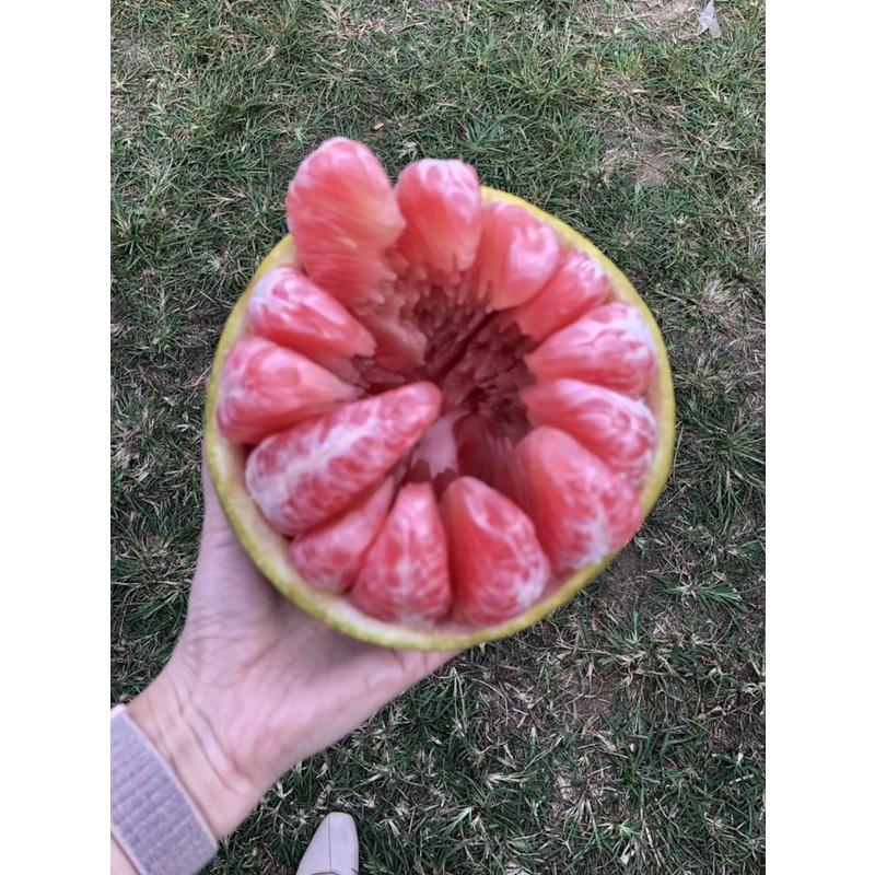 Cây giống bưởi đỏ tân lạc