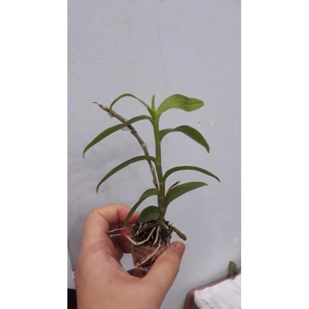 Sản Phẩm Hoa phong lan phi điệp trắng