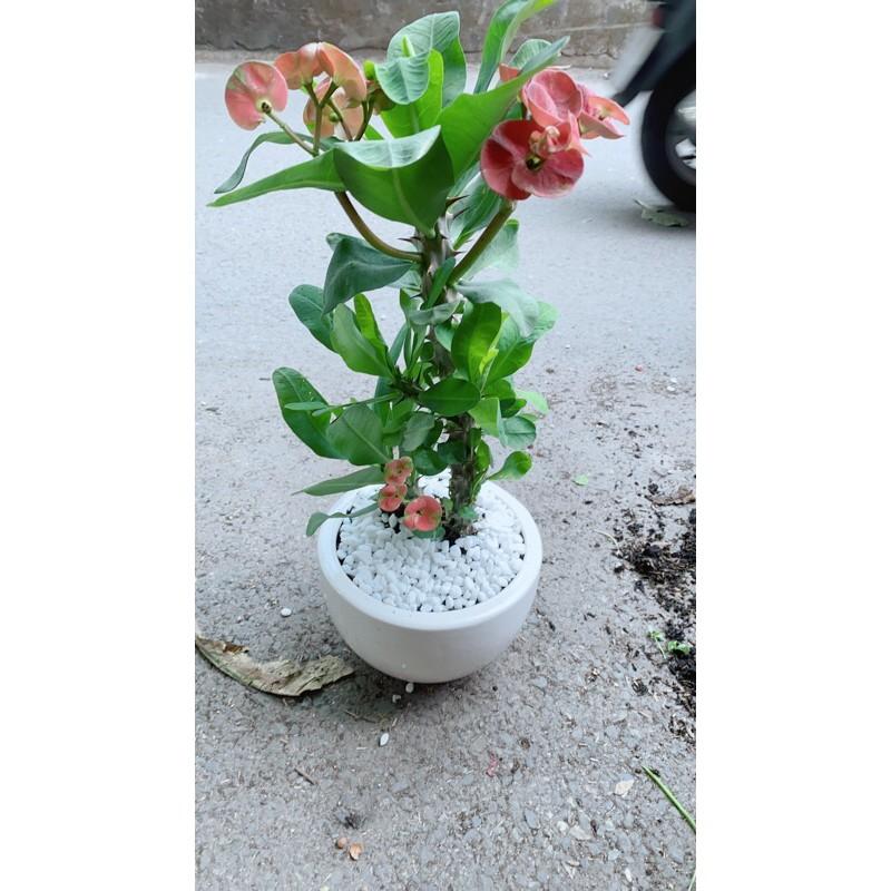 Chậu Cây Xương Rồng Bát Tiên