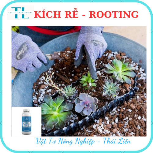 [Siêu kích rễ] Dung Dịch Kích Rễ ROOTING BA Dùng Cho Sen Đá, Kiểng Lá, Hoa Lan Và Cây Cảnh - Chai 500ml