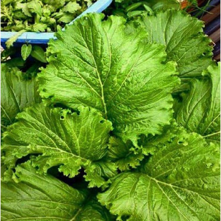 Hạt giống rau cải mào gà cao sản KNS3397 - 1 gói 10gram