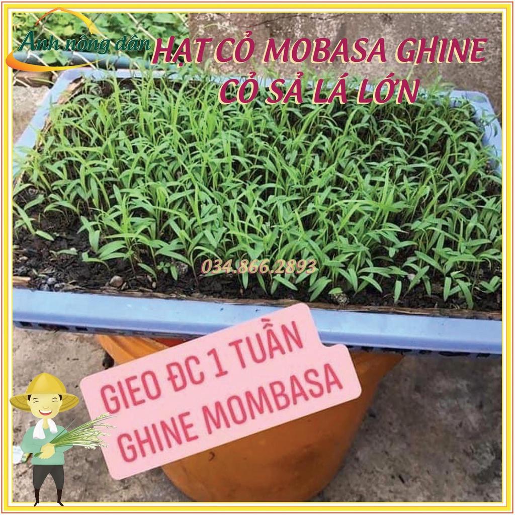 100g Hạt giống cỏ mobasa ghine - Hạt giống cỏ sả lá lớn - cỏ dùng cho chăn nuôi