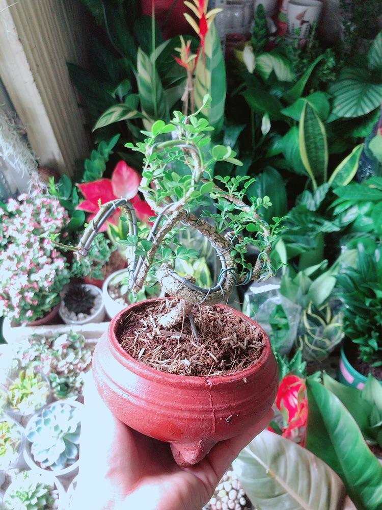 Chậu Cây Cần Thăng