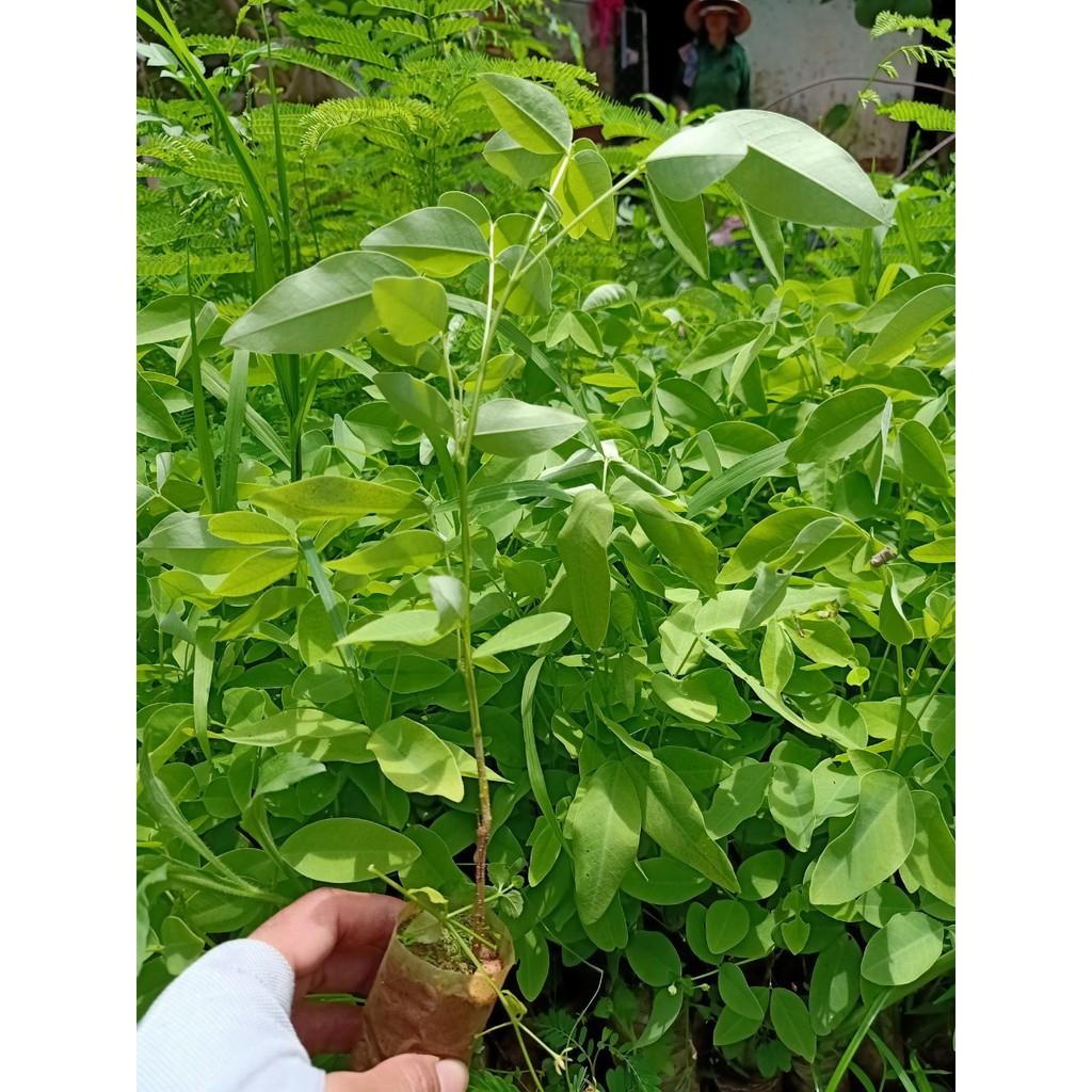 CÂY GIỐNG MUỒNG ANH ĐÀO , CÂY SIÊU ĐẸP