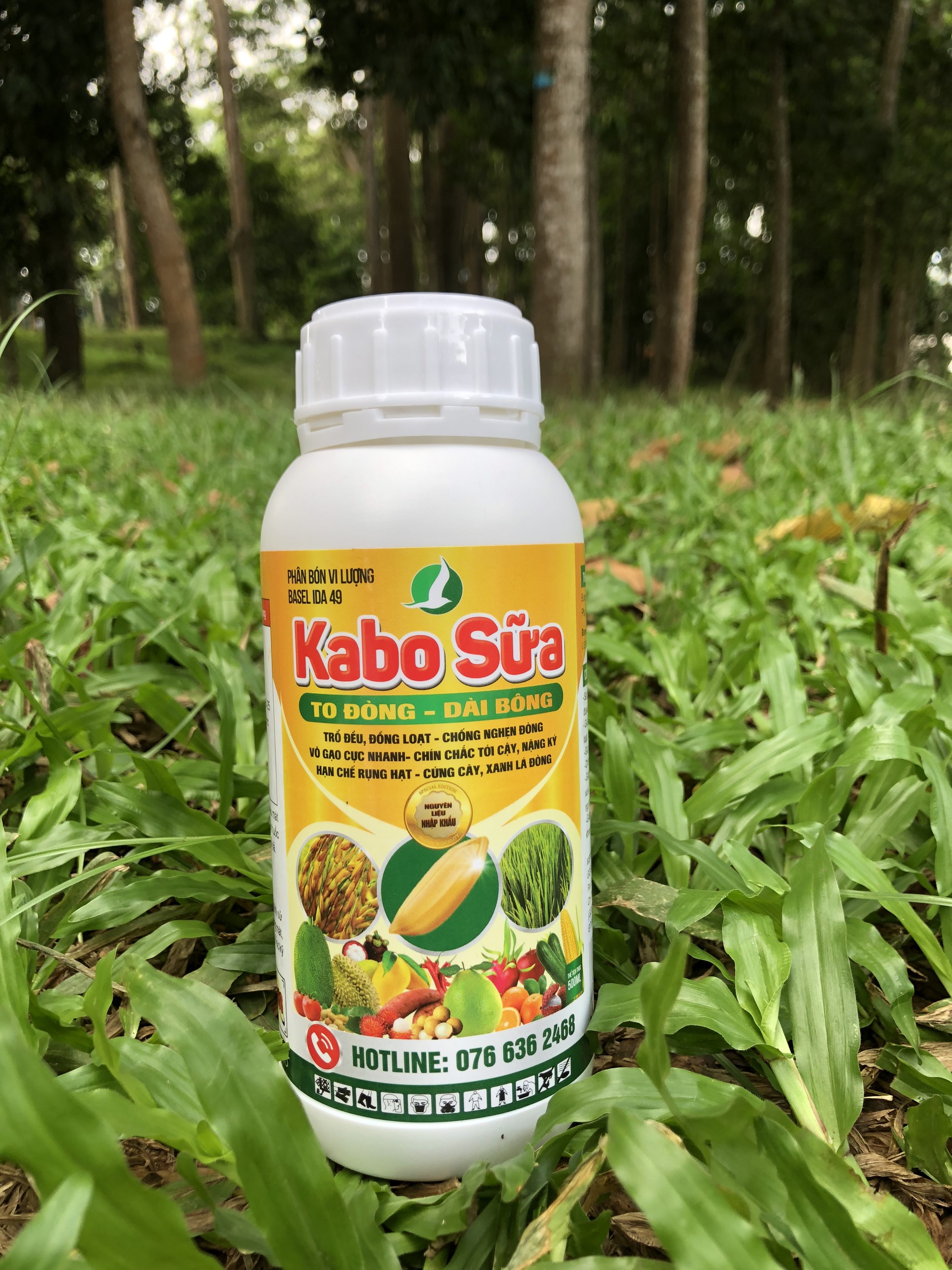 KABO SỮA - To đòng, dài bông: phun giai đoạn đón đòng.