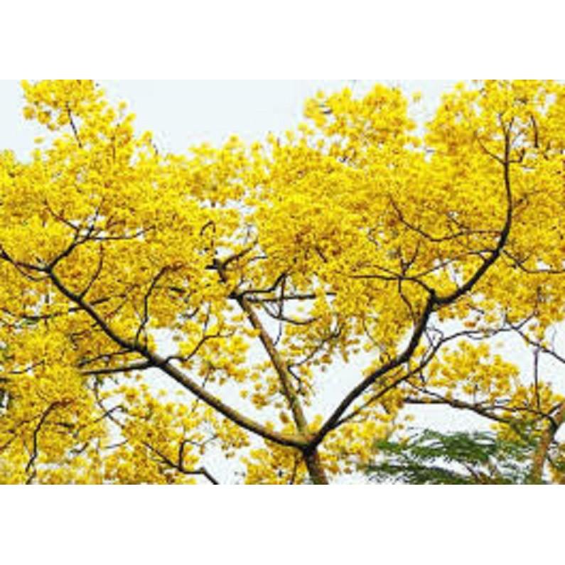 CÂY GIỐNG CÂY HOA PHƯỢNG VÀNG SIÊU ĐẸP