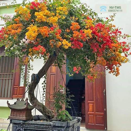 HOA GIẤY MÀU CAM,HOA GIẤY MÀU CAM - chậu đang hoa -