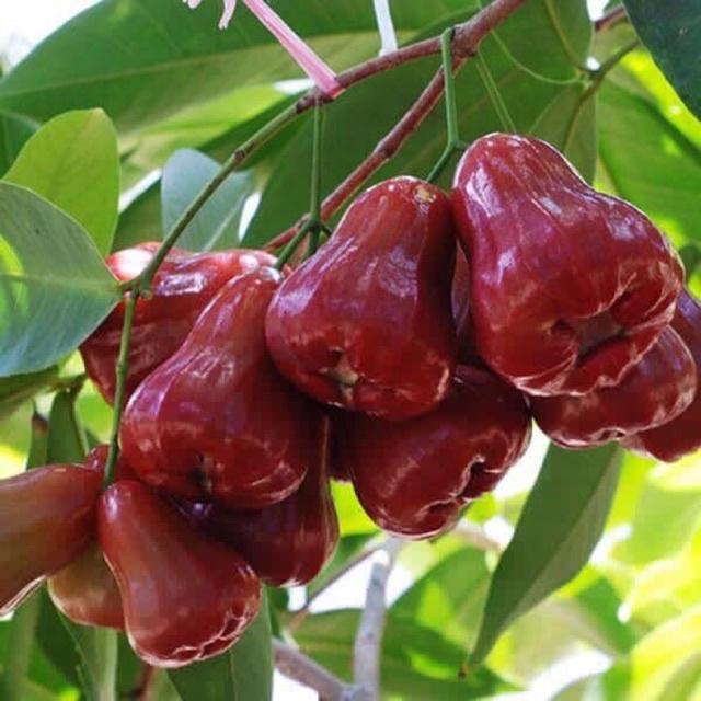 CÂY GIỐNG ROI ĐỎ THÁI LAN