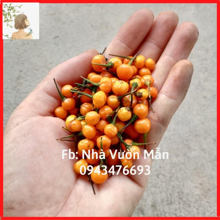 200 Hạt Giống Ớt Mắc Nhất Thế Giới Aji Charapita 570tr/kg Loại Ớt Ngon Và Đắt Nhất Thế Giới