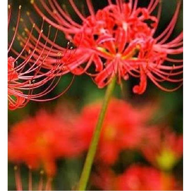 Củ giống hoa bỉ ngạn hoa màu đỏ