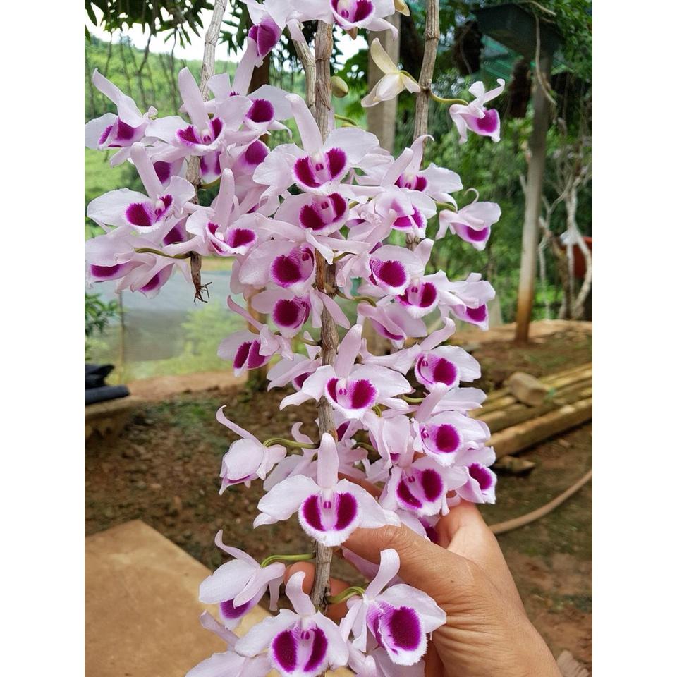 Phân bón Siêu lân-Kích rễ 25g. Ra rễ cực mạnh, chống nghẹt rễ, thối rễ