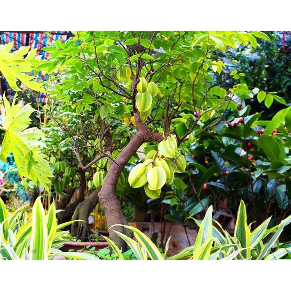 Cây giống Khế Ngọt quả cực ngon