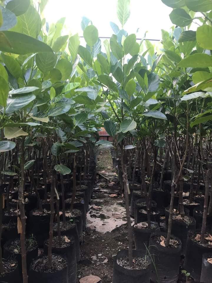 CÂY GIỐNG MÍT TA