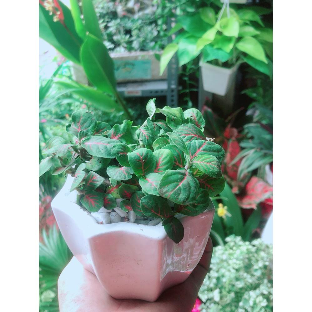 Chậu Cây Cẩm Nhung