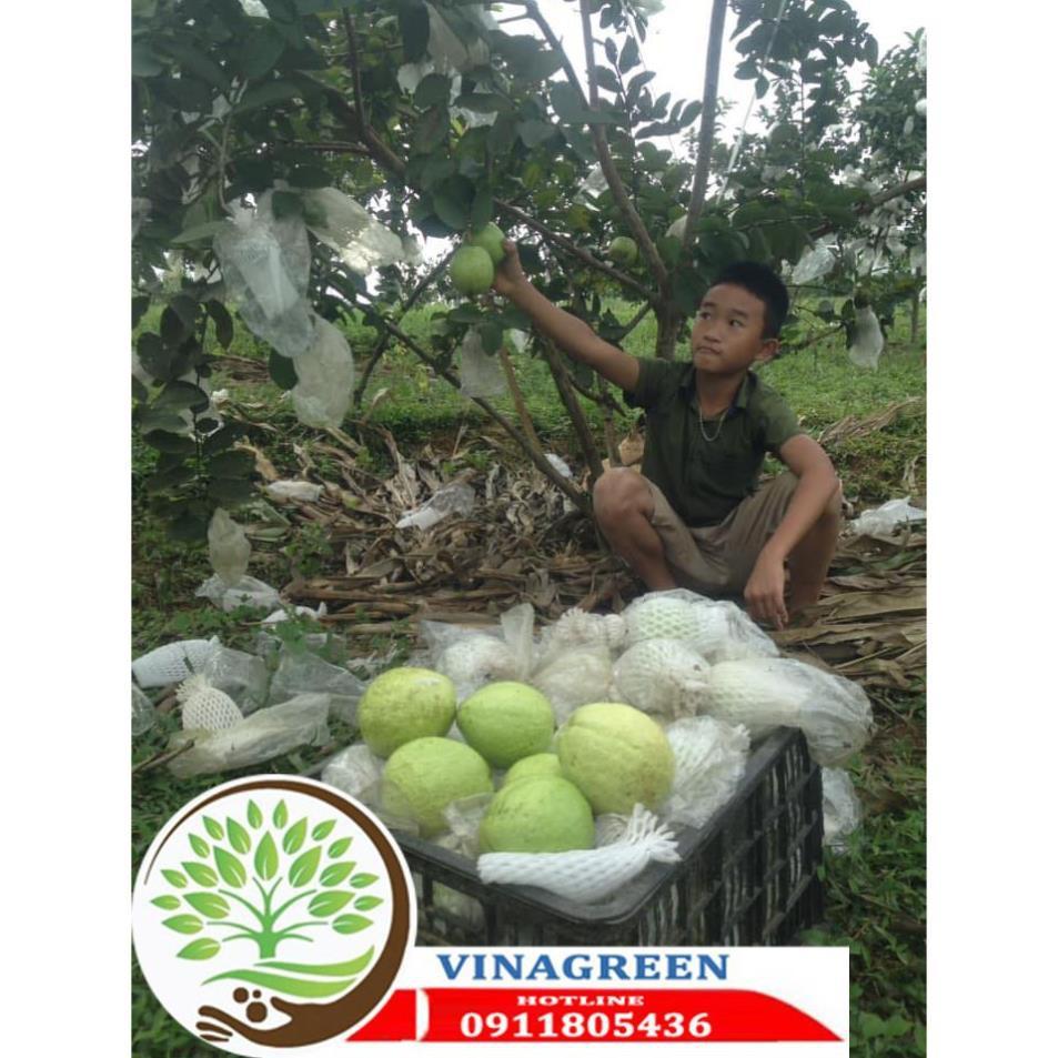 Sản phẩm Cây Ăn Trái ổi nữ hoàng