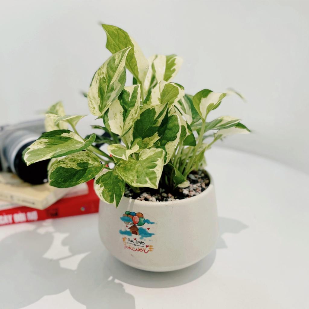 Cây Trầu Bà Cẩm Thạch để bàn - Cây Trầu Bà Sữa dễ chăm sóc