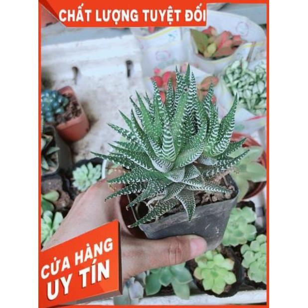 Chậu Móng Rồng