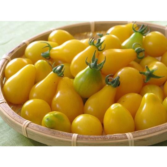 Hạt giống Cà Chua Trái Lê đỏ/ vàng , đóng gói 0,2gr