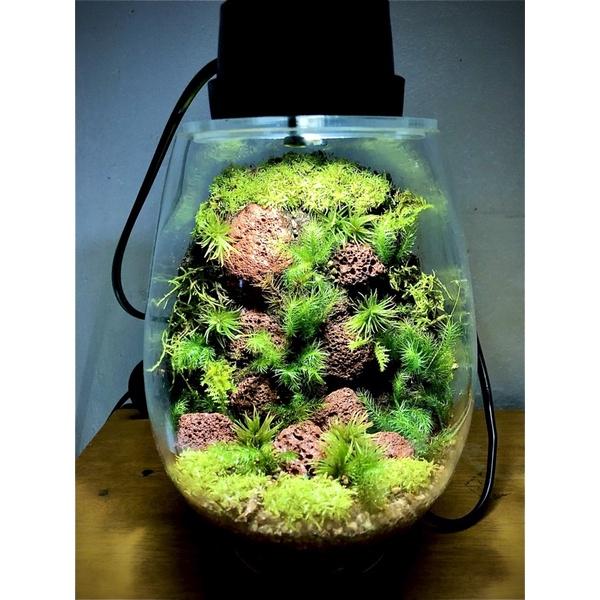 300g Đất trồng Terrarium đầy đủ các thành phần